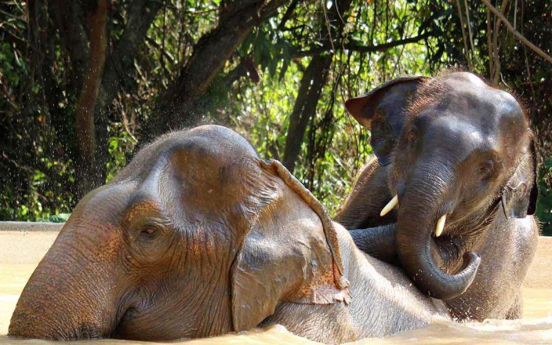 Pattaya_Elephant_Sanctuary